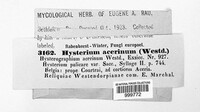 Hysterium pulicare image